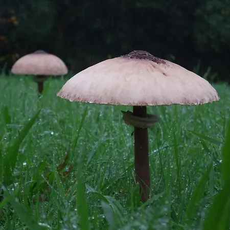 Pazo Da Cruz Villarmayor (Galicia)